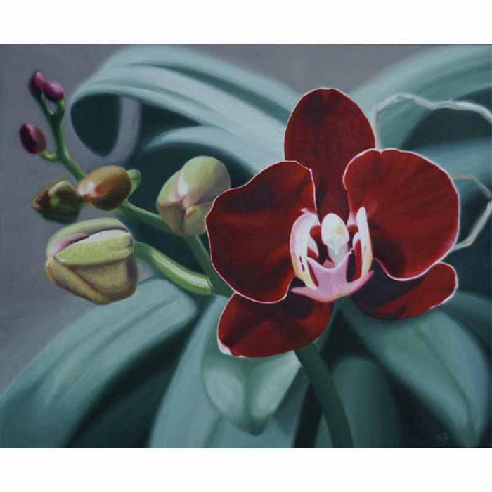 Phalaenopsis rossa