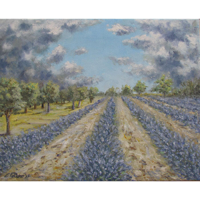 Lavanda a Sale S. Giovanni