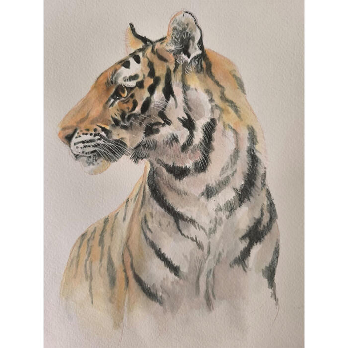 Tigre