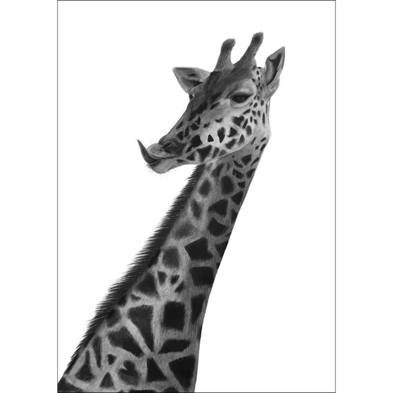 Giraffa