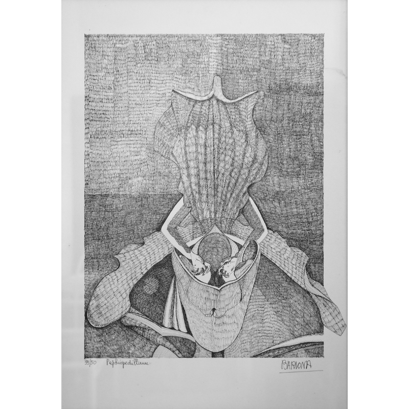 Plantes Carnivores | Paphiopedillum