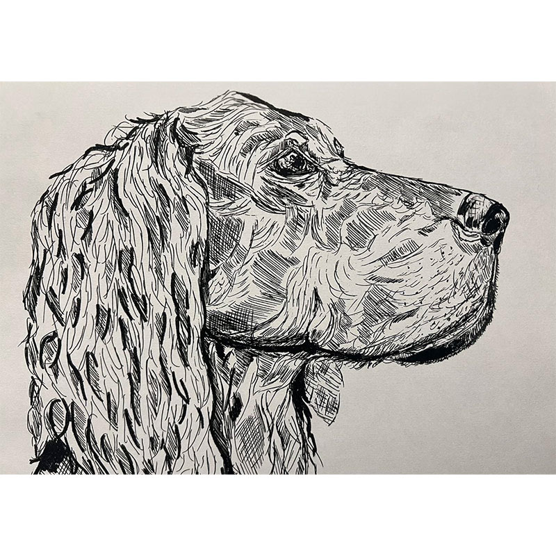 A English Setter Gordon
