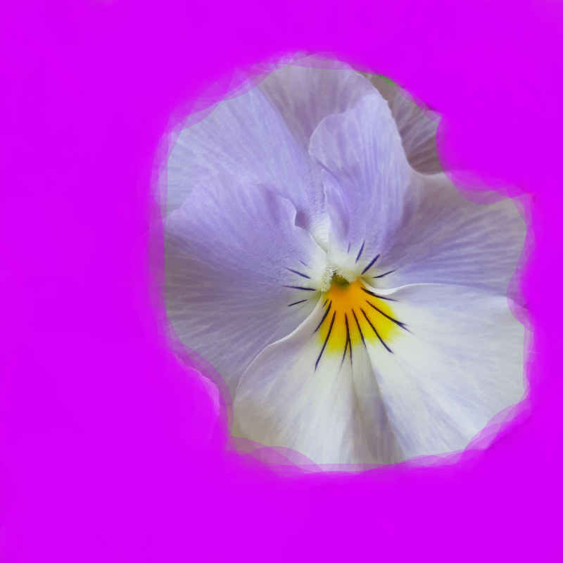 Di Fiore in Fiore DFIF 023