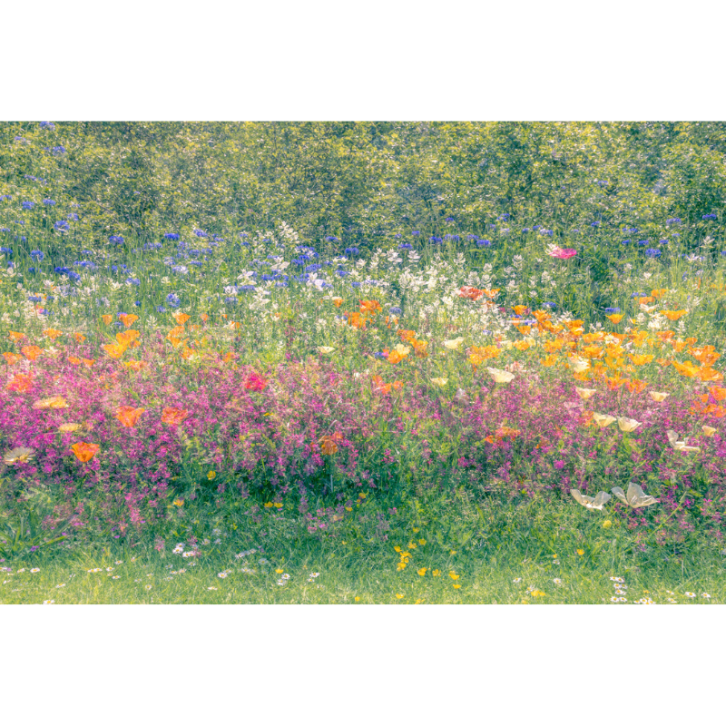 Just like a mid summer dream-1