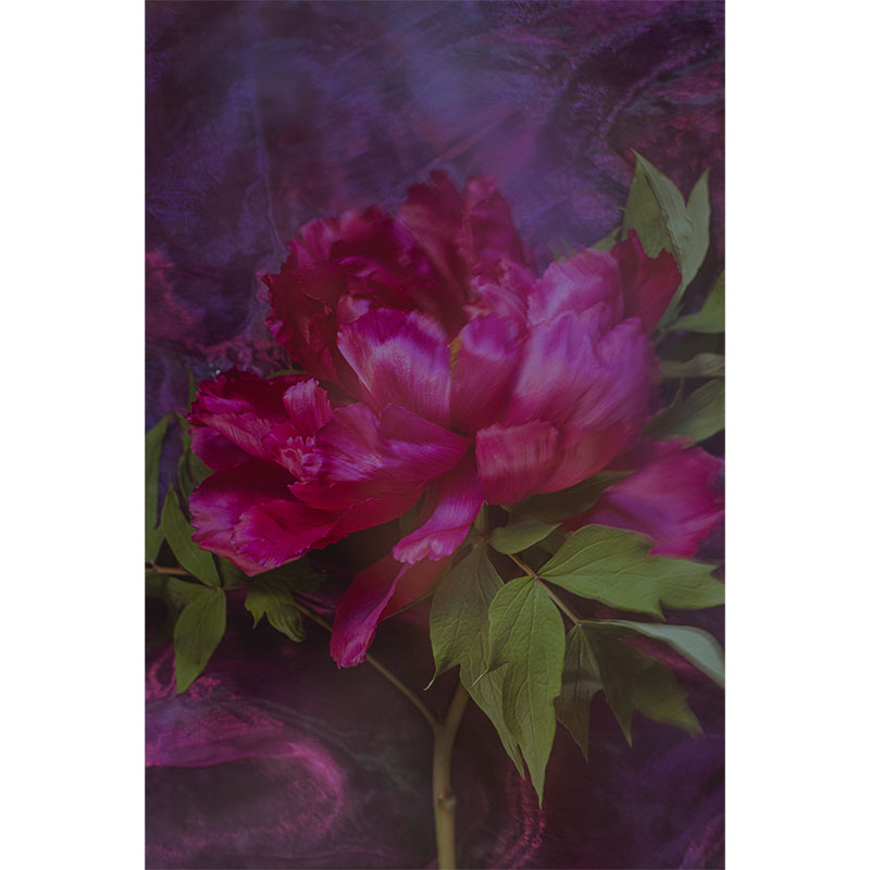 Crimson Peony