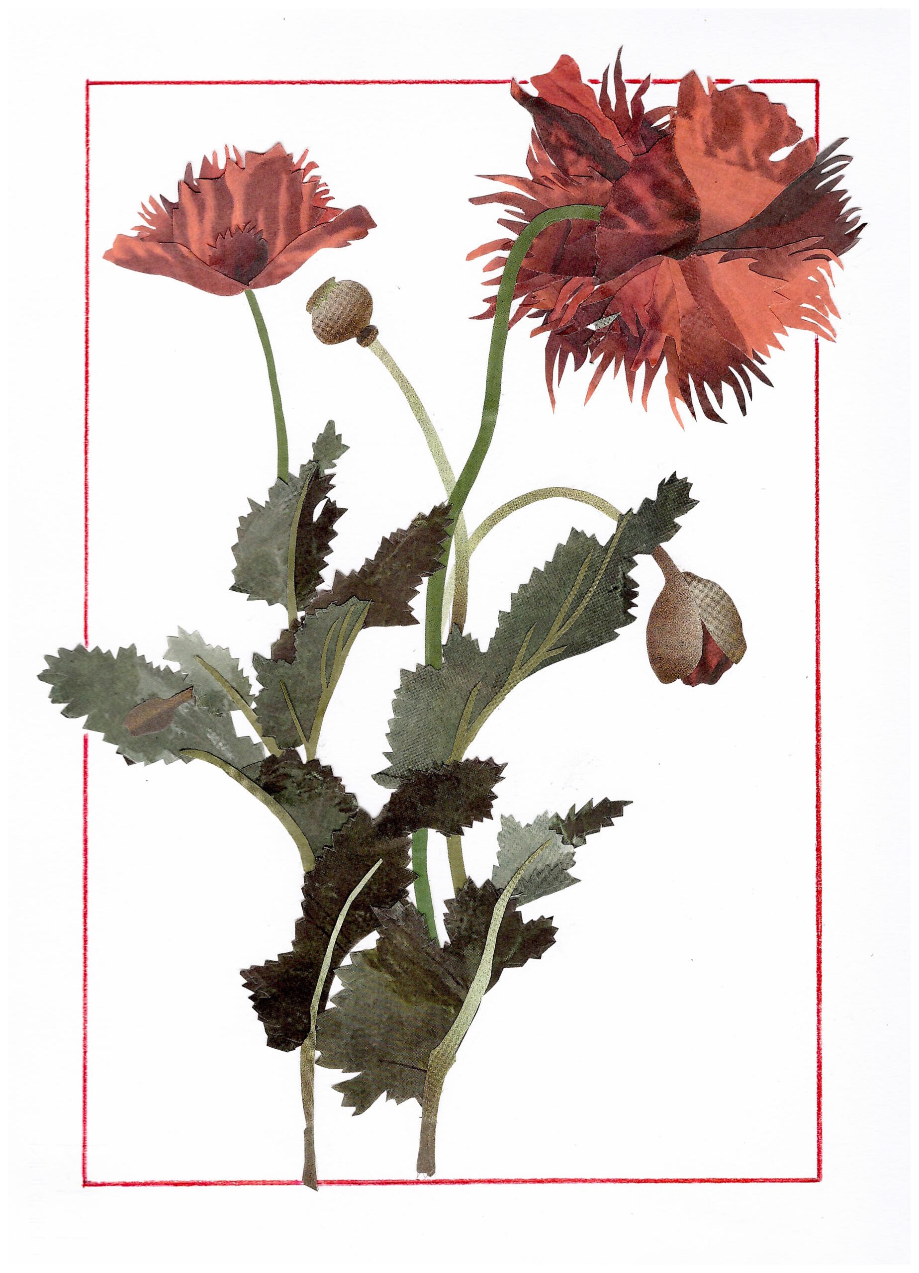 serie “Trascrizioni botaniche”: Papaver somniferum, copia da Nicolas Robert,