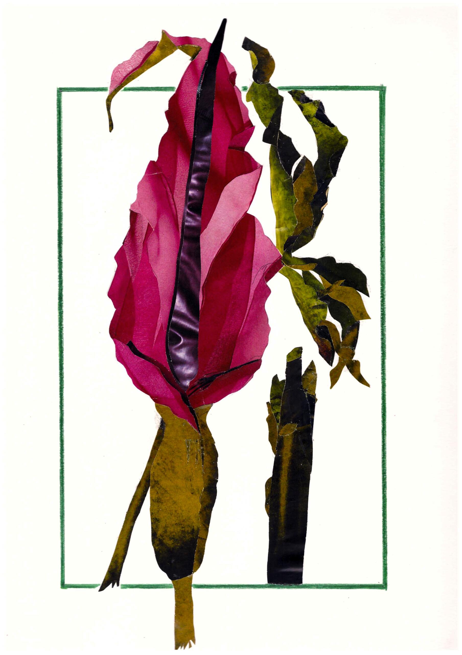 serie “Trascrizioni botaniche”: Dracunculus vulgaris copia da Nicolas Robert