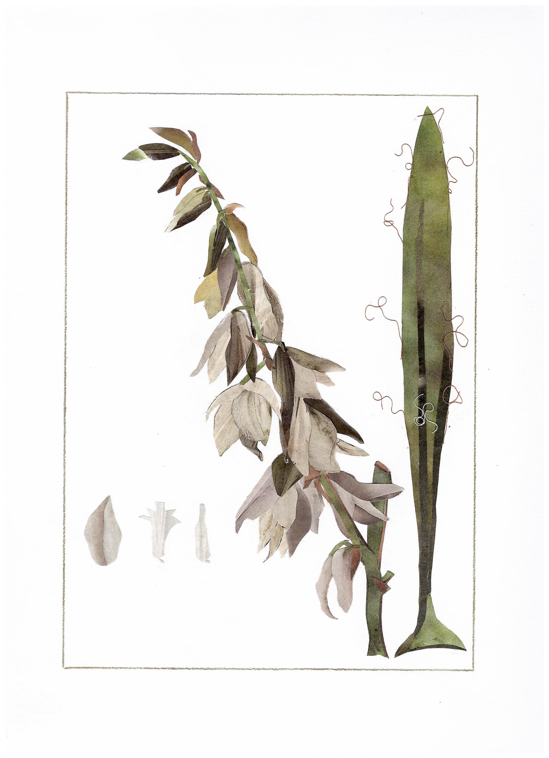 serie “Trascrizioni botaniche”: Yucca filamentosa, copia da Pierre-Joseph Redouté