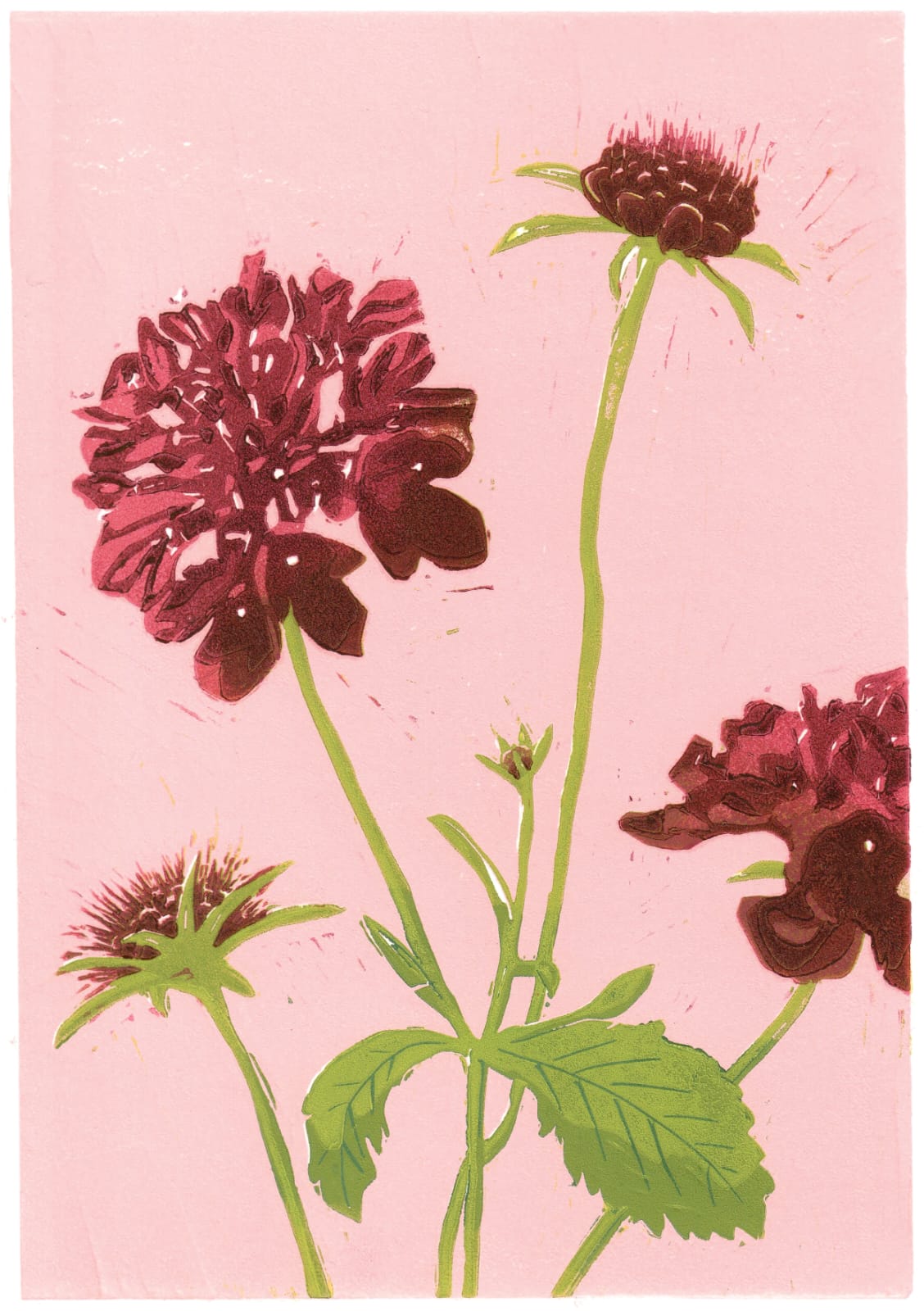 Scabiosa