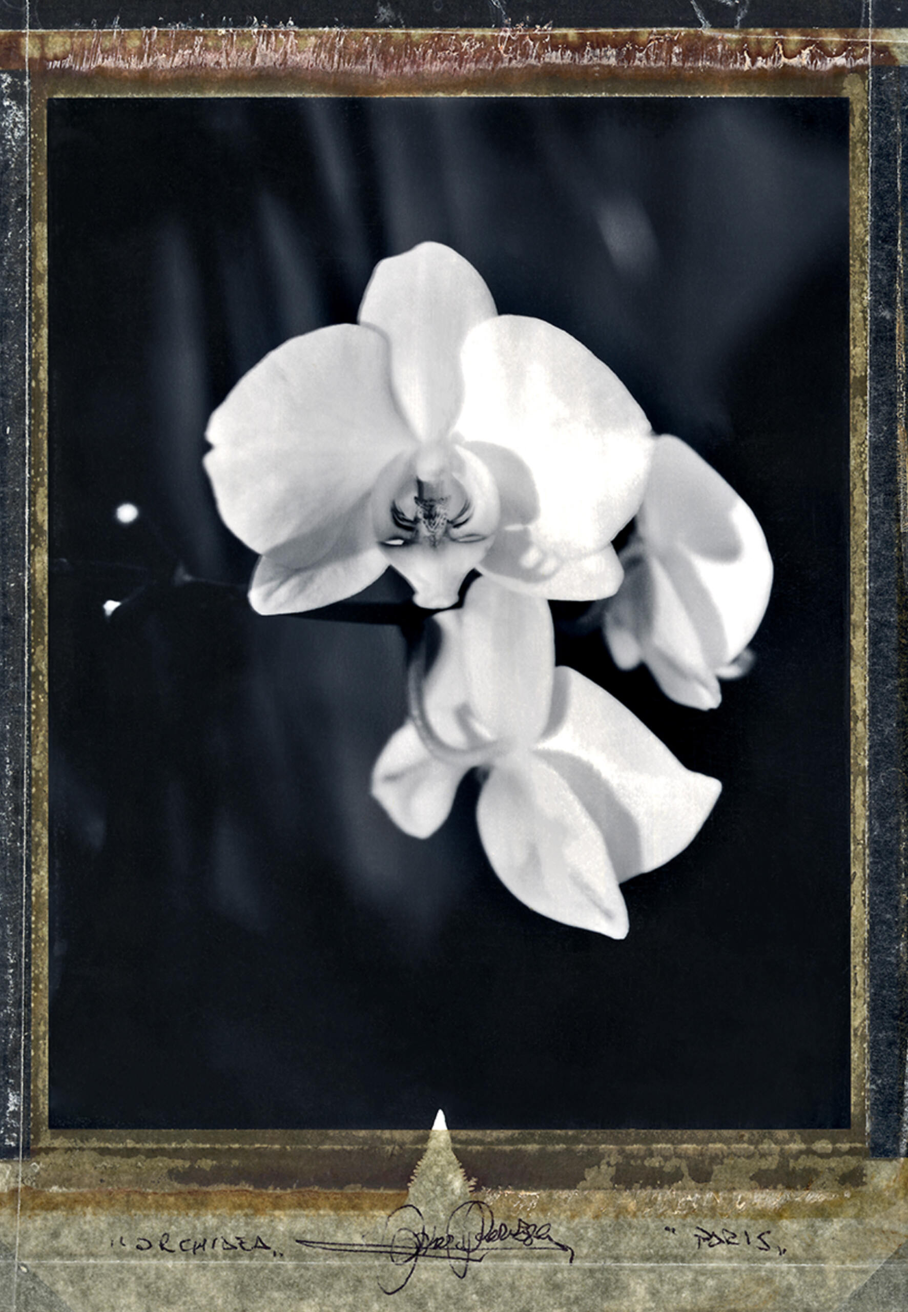 ORCHIDEA