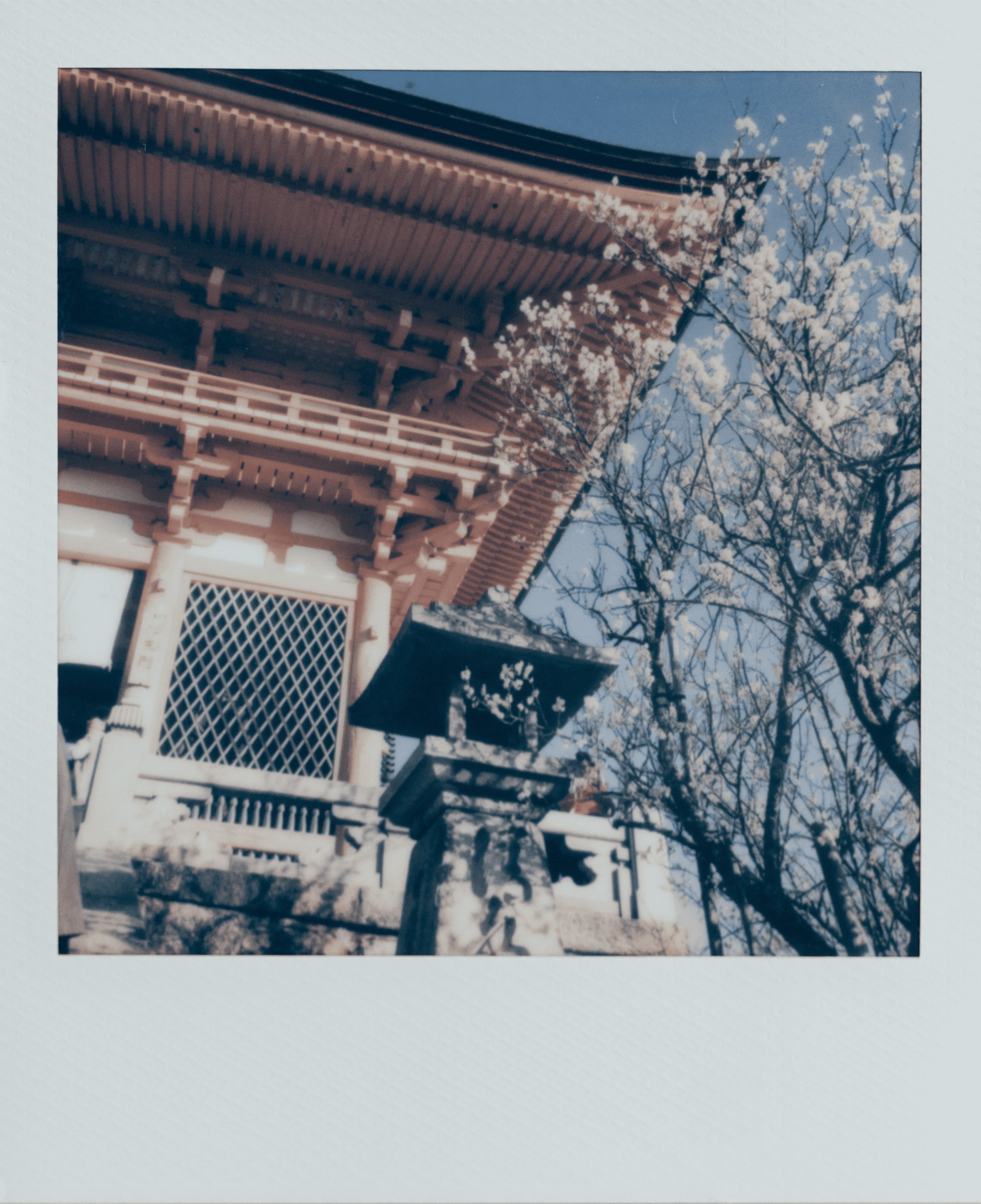 Fioritura al Kiyomizu-dera