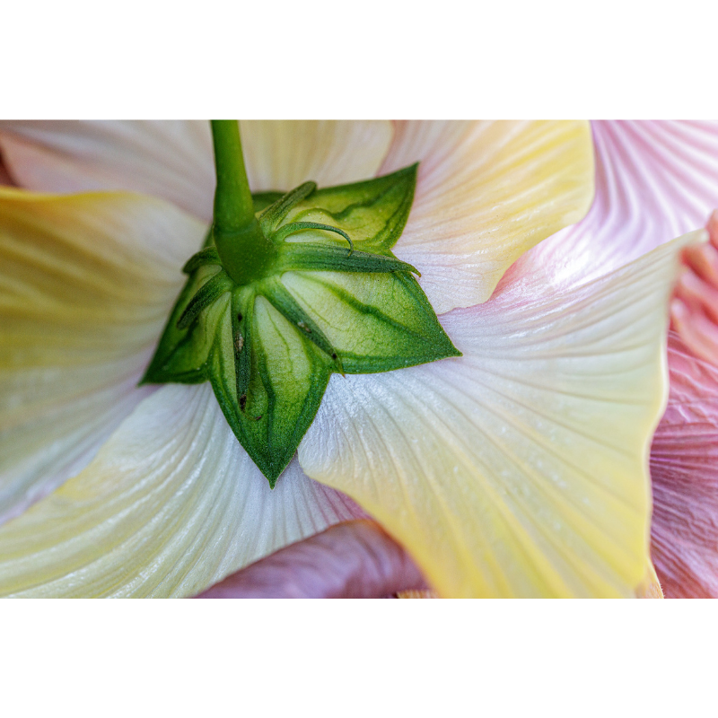Bloom