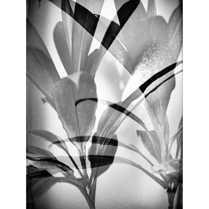 Nature at home #1
