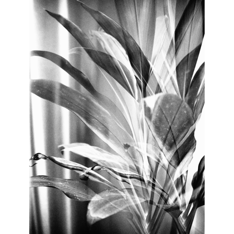 Nature at home #2