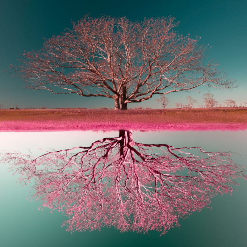 Oak Tree Mirage