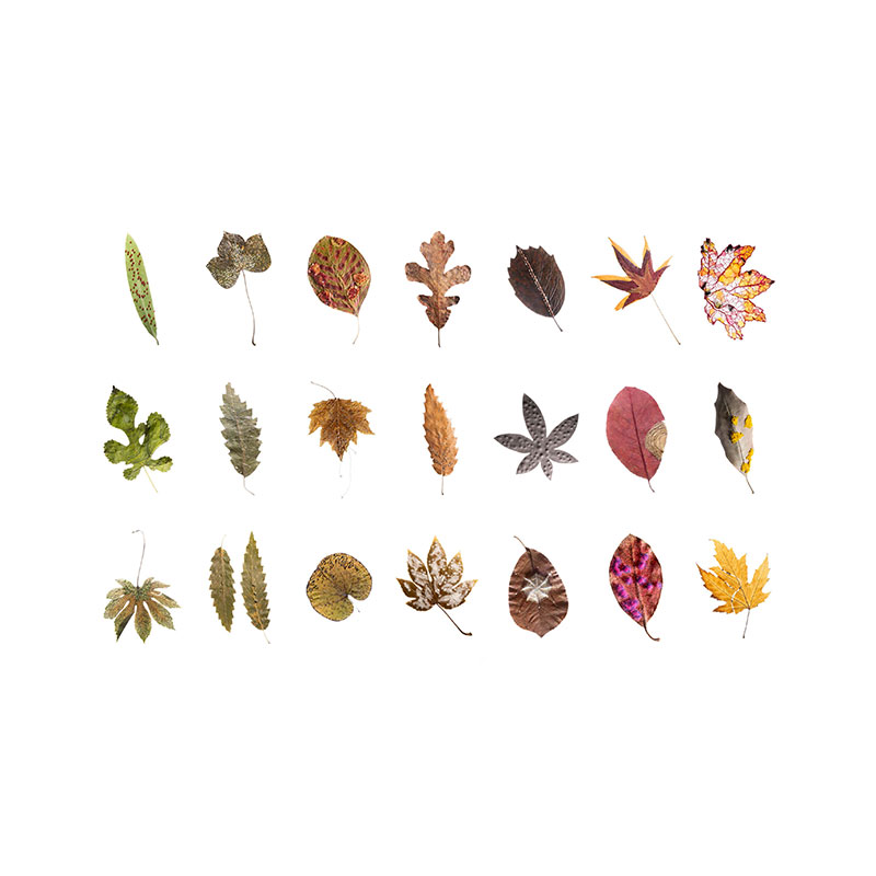 Embroidered Herbarium – Botanical Dystopias No. I