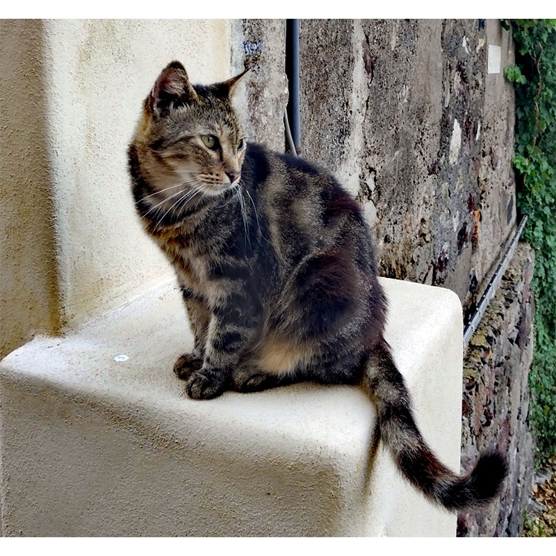 Un gatto a Lipari